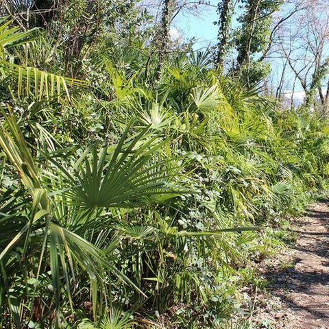 Klimawandel: Hanfpalmen wachsen in einem Laubwald im schweizerischen Tessin