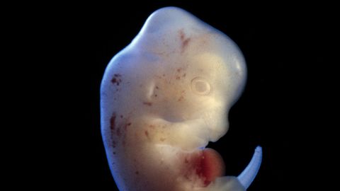 Ein Embryo einer Ratte, circa 15 Tage alt