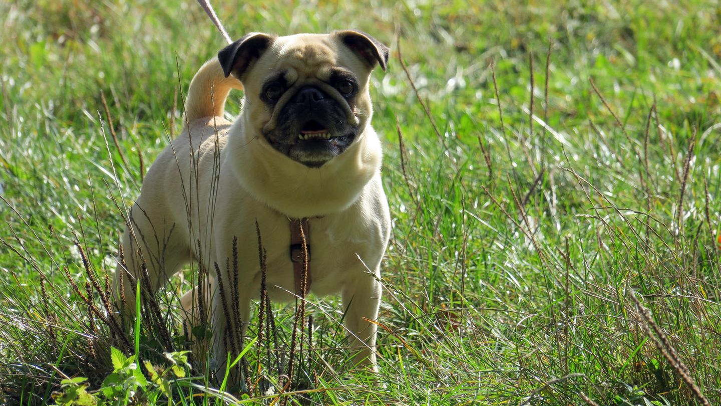 Ein Hundezüchter wollte die Hoden-Untersuchung eines Mopses vor Gericht erzwingen. (Symbolbild)
