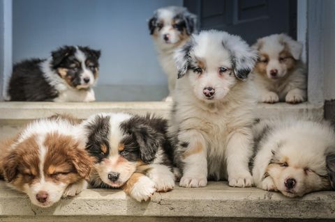 Sieben Australian Shepard Welpen