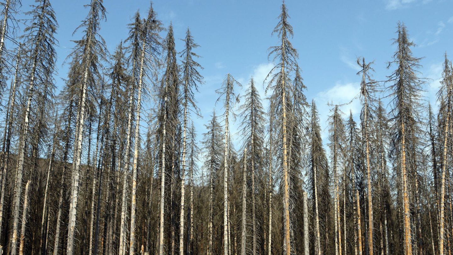 Waldsterben im Harz