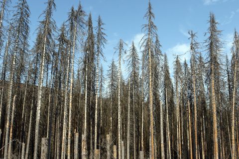 Waldsterben im Harz
