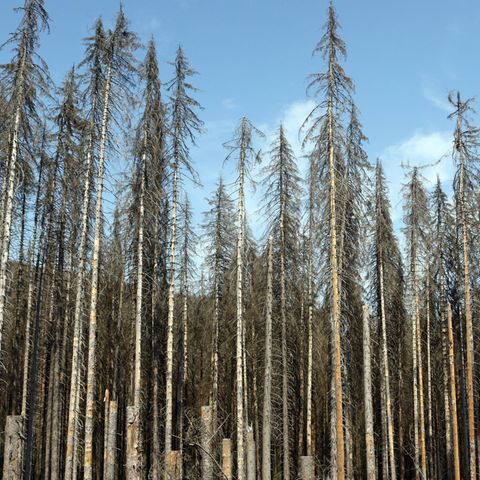Waldsterben im Harz