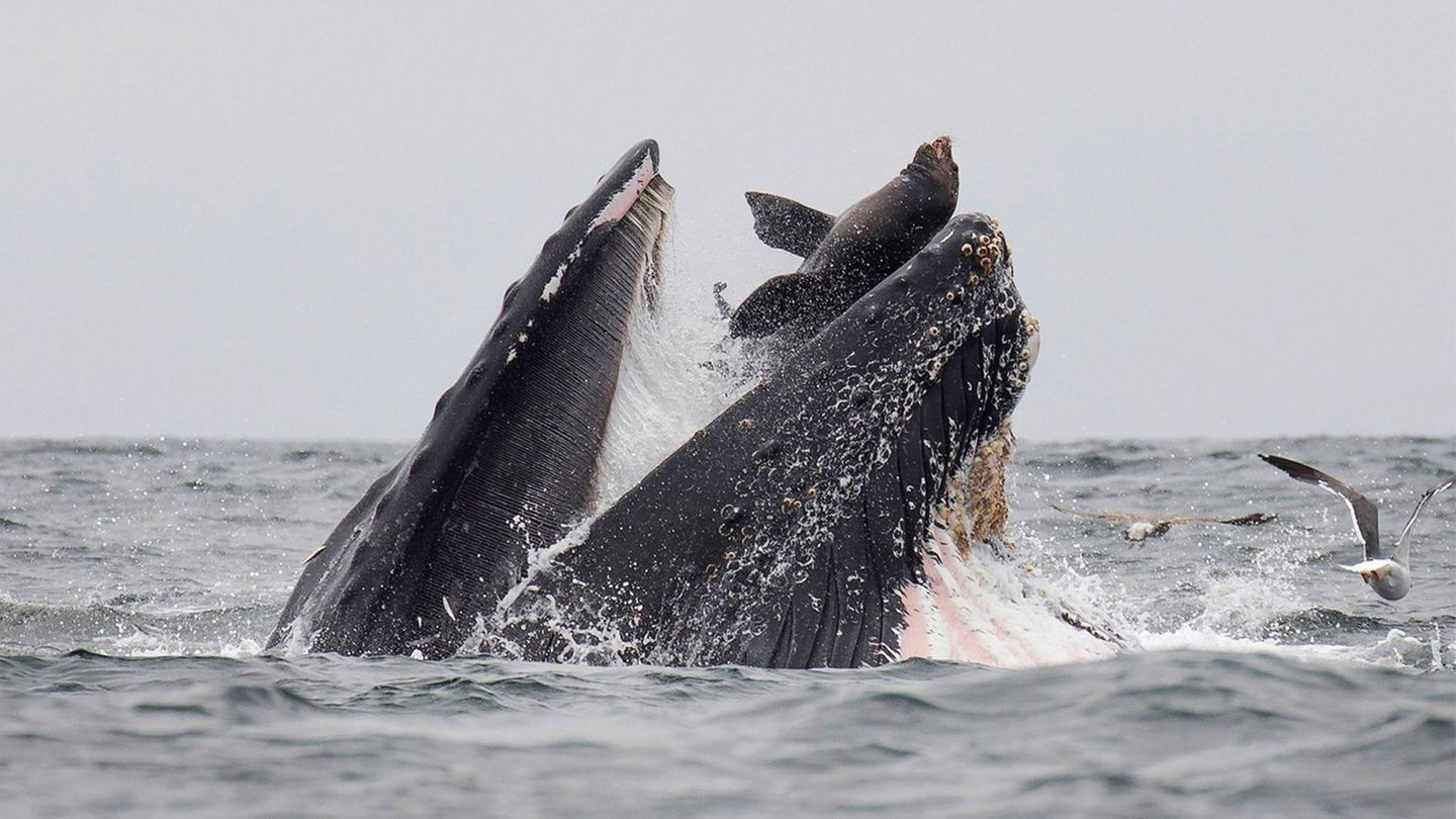 31. Juli: Seltenes Schauspiel – mit glücklichem Ausgang Monterey Bay, Vereinigte Staaten. Ein Seelöwe ist im Pazifik vor der kalifornischen Küste ins Maul eines Buckelwals geraten. Eine "einmalige" Aufnahme schwärmt Naturfotograf Chase Dekker. Inzwischen ist klar, dass der Seelöwe das Schauspiel überlebt hat.