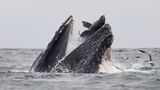 Monterey Bay, Vereinigte Staaten. Ein Seelöwe ist im Pazifik vor der kalifornischen Küste ins Maul eines Buckelwals geraten. Eine "einmalige" Aufnahme schwärmt Naturfotograf Chase Dekker. Inzwischen ist klar, dass der Seelöwe das Schauspiel überlebt hat.