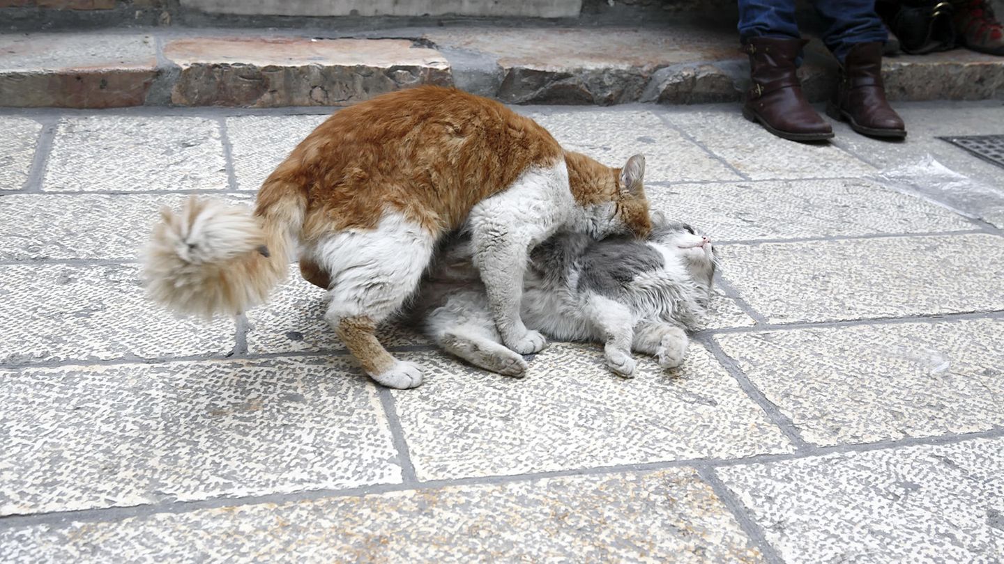 Sie vermisse ihre eigenen Katzen, die vor zwei Jahren gestorben waren, sagte die Seniorin