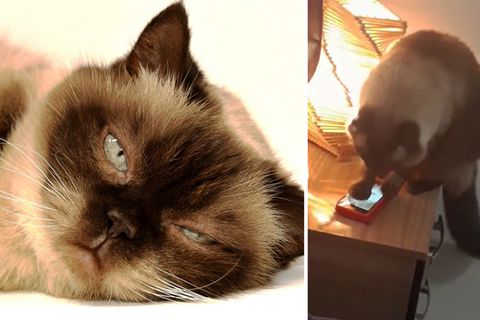 Katze schaltet Handywecker aus.