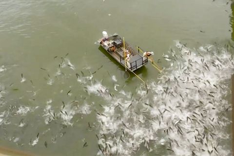 Elektroschock-Boote: Mit dieser rabiaten Methode wird die Karpfen-Invasion in den USA bekämpft