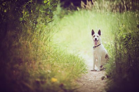 Ein Hund hatte sich beim Gassi gehen ungewohnt aufgeregt verhalten – der Grund waren drei ausgesetzte Meerschweinchen