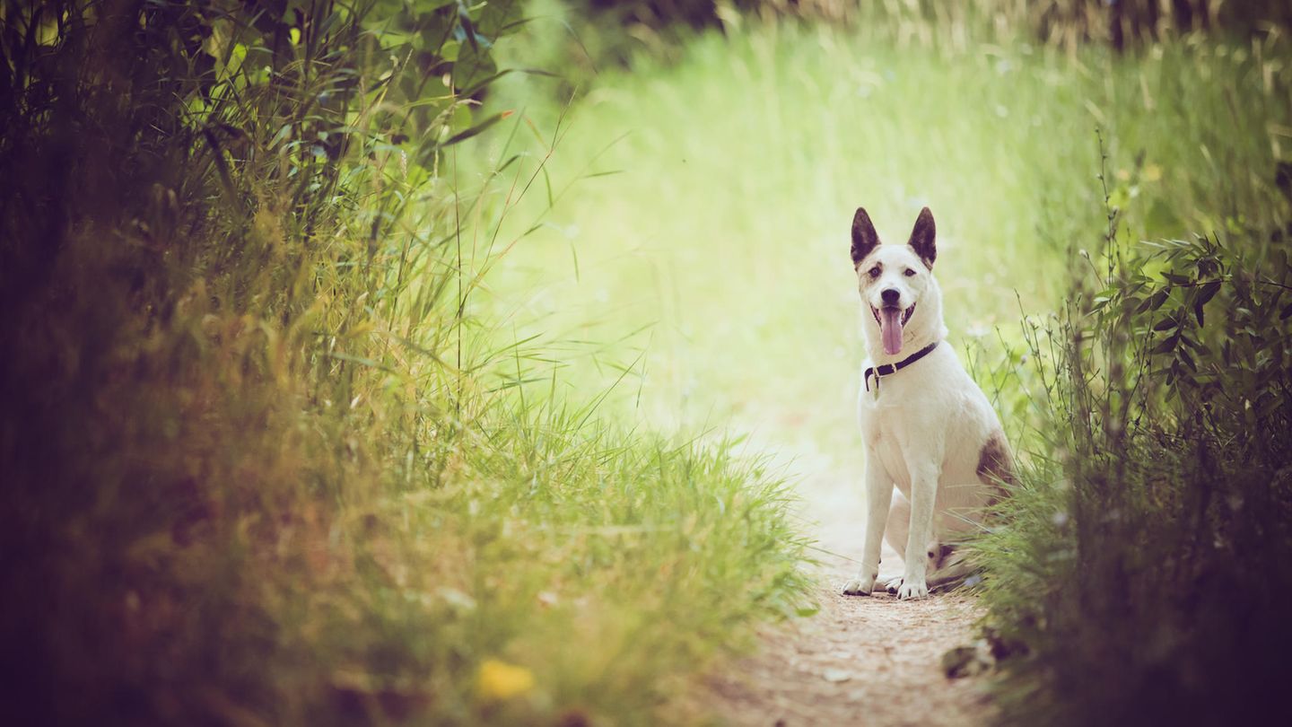 Ein Hund hatte sich beim Gassi gehen ungewohnt aufgeregt verhalten – der Grund waren drei ausgesetzte Meerschweinchen