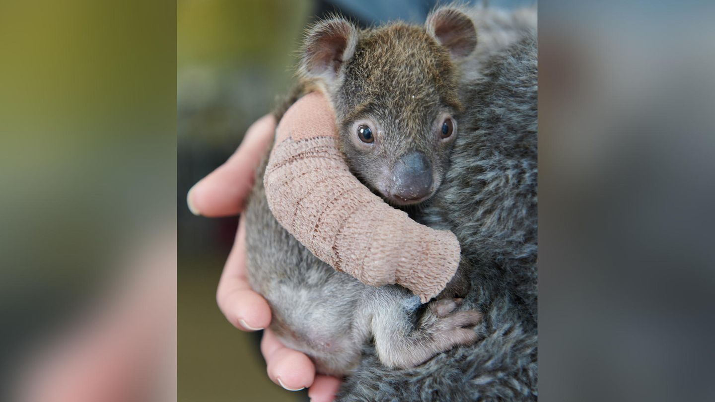 5. August: Koala-Baby mit Mini-Gips: Zoo päppelt verwaistes Beuteltier wieder auf Melbourne, Australien: Ein verwaistes Koala-Baby hält die Pfleger eines Zoos in Australien auf Trab. Das inzwischen fünf Monate alte Beuteltier habe sich einen Arm gebrochen, als es im Juni mit seiner Mutter in einer Plantage von einem Baum fiel, teilte der Werribee Open Range Zoo mit. Die Mutter habe sich bei dem Sturz so schwer verletzt, dass sie eingeschläfert werden musste. Das nur rund 500 Gramm schwere Koala-Baby bekam einen Gips und wird rund um die Uhr betreut.