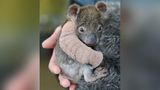 Melbourne, Australien: Ein verwaistes Koala-Baby hält die Pfleger eines Zoos in Australien auf Trab. Das inzwischen fünf Monate alte Beuteltier habe sich einen Arm gebrochen, als es im Juni mit seiner Mutter in einer Plantage von einem Baum fiel, teilte der Werribee Open Range Zoo mit. Die Mutter habe sich bei dem Sturz so schwer verletzt, dass sie eingeschläfert werden musste. Das nur rund 500 Gramm schwere Koala-Baby bekam einen Gips und wird rund um die Uhr betreut.