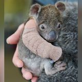 Melbourne, Australien: Ein verwaistes Koala-Baby hält die Pfleger eines Zoos in Australien auf Trab. Das inzwischen fünf Monate alte Beuteltier habe sich einen Arm gebrochen, als es im Juni mit seiner Mutter in einer Plantage von einem Baum fiel, teilte der Werribee Open Range Zoo mit. Die Mutter habe sich bei dem Sturz so schwer verletzt, dass sie eingeschläfert werden musste. Das nur rund 500 Gramm schwere Koala-Baby bekam einen Gips und wird rund um die Uhr betreut.