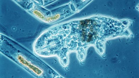 Ein Bärtierchen (Tardigrada) unter dem Mikroskop