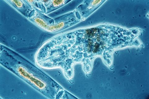 Ein Bärtierchen (Tardigrada) unter dem Mikroskop