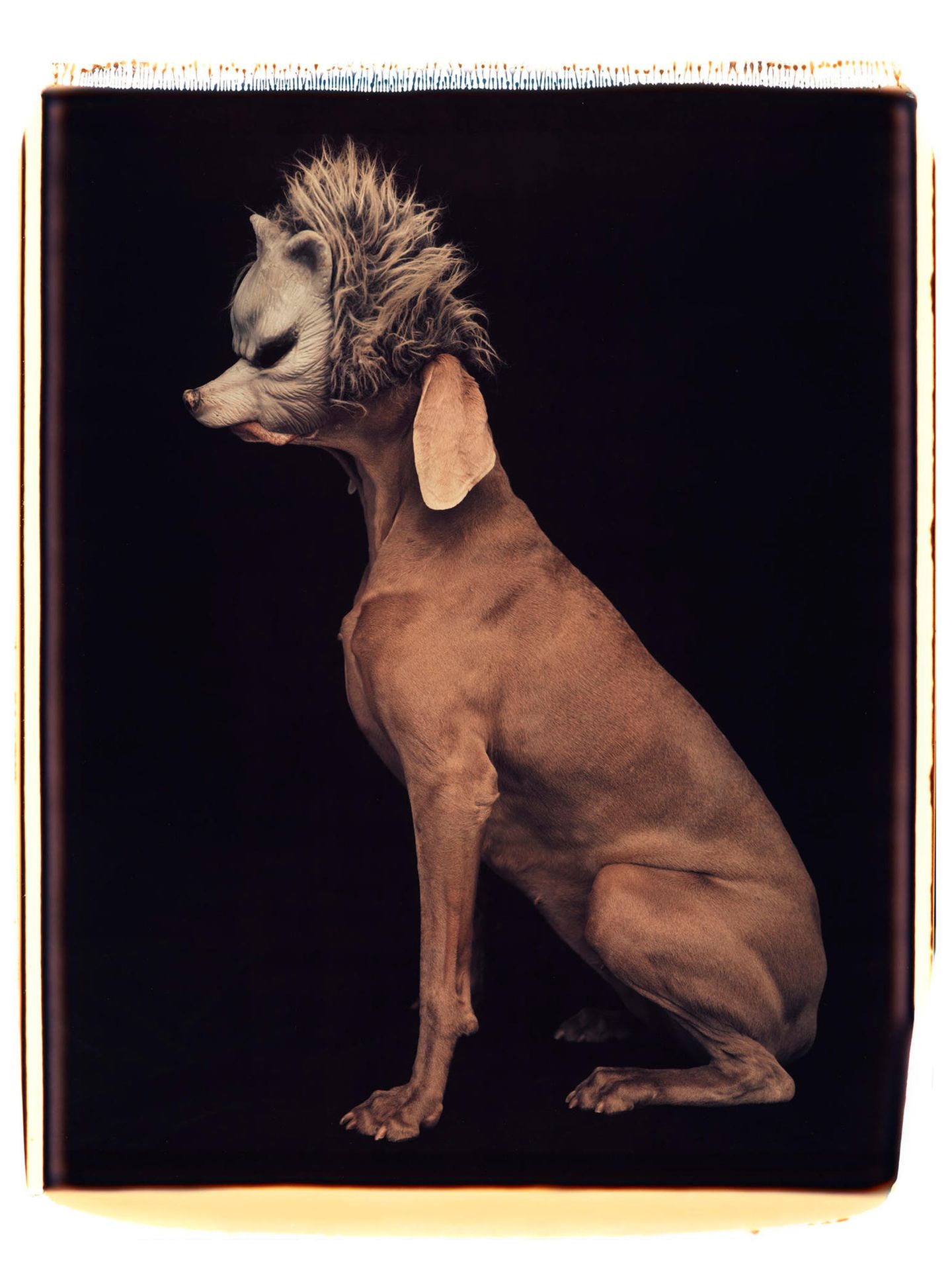 Ein Weimaraner mit einer Wolfsmaske über dem Gesicht