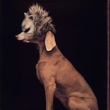 Ein Weimaraner mit einer Wolfsmaske über dem Gesicht