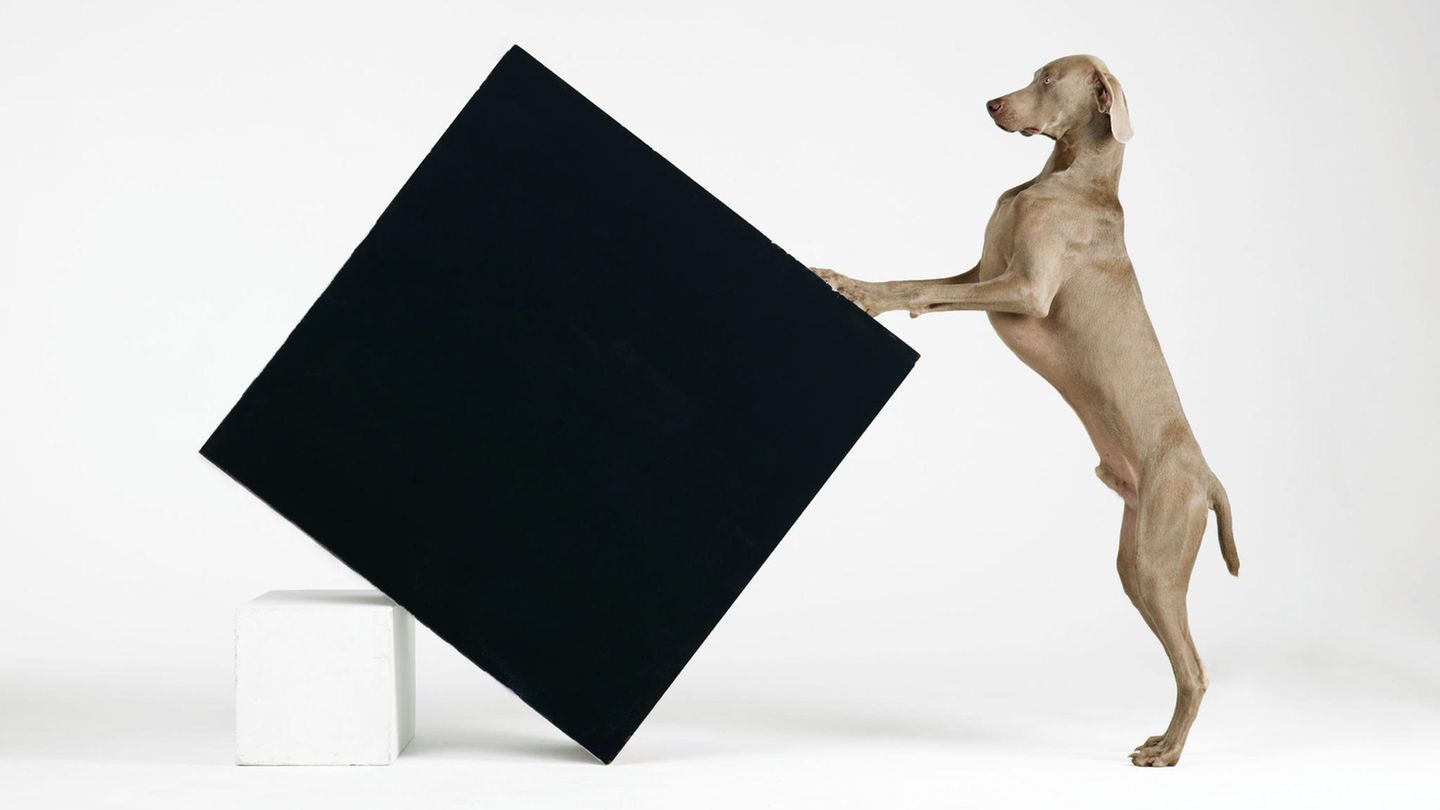 Ein Weimaraner hält einen schwarzen Kubus, der auf einem weißen Kubus lehnt