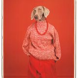 Ein Weimaraner in roter Hose, rotweißem Pullover und roter Perlenkette