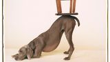 Ein Weimaraner mit durchgedrückten Hinter- und liegenden Vorderbeinen, auf seinem Rückenende steht ein umgedrehter Barhocker