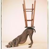 Ein Weimaraner mit durchgedrückten Hinter- und liegenden Vorderbeinen, auf seinem Rückenende steht ein umgedrehter Barhocker