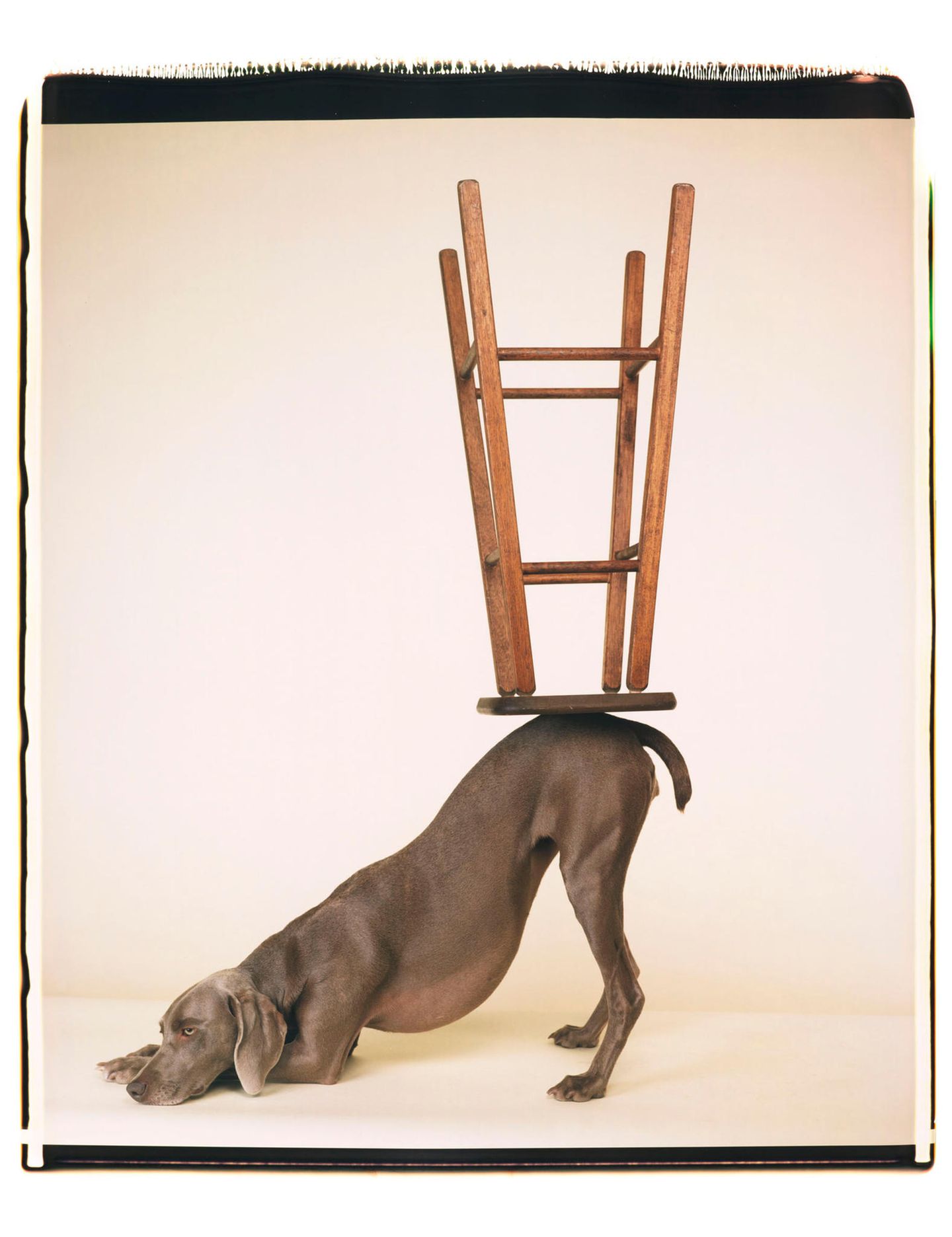 Ein Weimaraner mit durchgedrückten Hinter- und liegenden Vorderbeinen, auf seinem Rückenende steht ein umgedrehter Barhocker