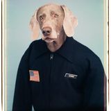 Ein Weimaraner im Pullover mit amerikanischer Flagge und Namensschild "George"