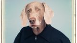 Ein Weimaraner im Pullover mit amerikanischer Flagge und Namensschild "George"