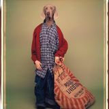 Ein Weimaraner, angezogen wie ein Junge vom Land