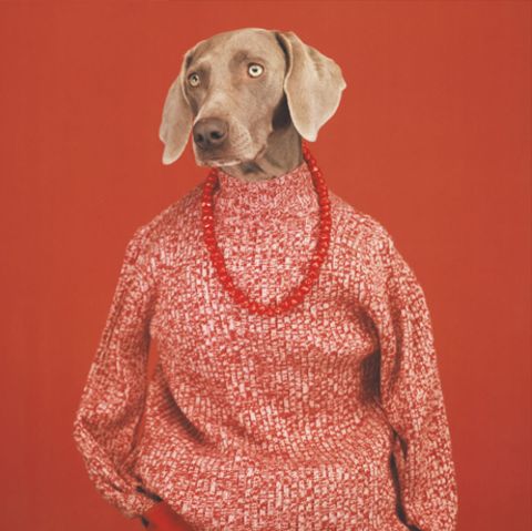 Ein als Landjunge angezogener Weimaraner, ein weiterer ist als lässige Frau verkleidet