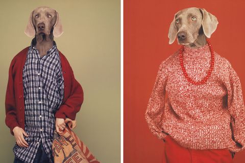 Ein als Landjunge angezogener Weimaraner, ein weiterer ist als lässige Frau verkleidet