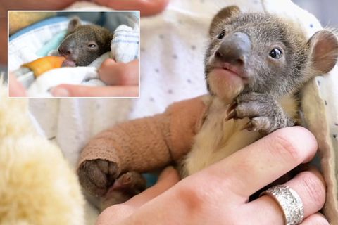 Koala-Baby in Not: Pfleger aus dem Victoria Zoo bei Melbourne kümmern sich hingebungsvoll um das hilflose Tier.