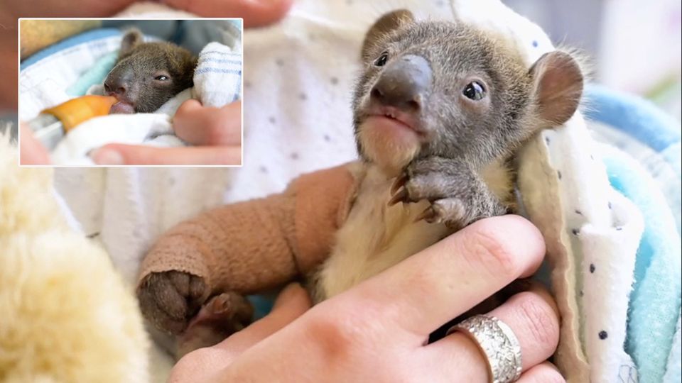 Koala-Baby in Not: Pfleger aus dem Victoria Zoo bei Melbourne kümmern sich hingebungsvoll um das hilflose Tier.