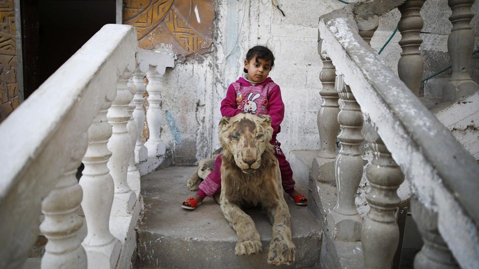 VOE STERN 32/2019 A young girl plays on a mummified lion at Rafah Zoo, Gaza, April 04, 2019. The team of the animal rescue organization 'Four Paws' rescued 47 animals from Rafah Zoo and relocated them to sanctuaries in Jordan. Ein Kind sitzt auf einem mumifizierten Löwen, er wurde bei einem Raketenangriff getötet