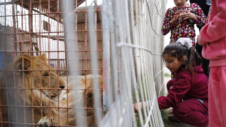 VOE STERN 32/2019 Children pet lions at Rafah Zoo, Gaza, April 04, 2019. The team of the animal rescue organization 'Four Paws' rescued 47 animals from Rafah Zoo and relocated them to sanctuaries in Jordan. Ein Kind will die Löwen füttern. Der Zustand der Käfige ist nicht nur gefährlich für die Tiere.