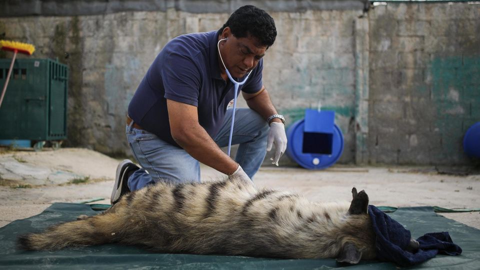 VOE STERN 32/2019 Veterinarian Amir Khalil examines an anesthetized hyena before releasing it at the New Hope Sanctuary, near Amman, Jordan, April 08, 2019. The team of the animal rescue organization 'Four Paws' rescued 47 animals from Rafah Z... Dieser Hyäne geht es sehr schlecht. Nach der Untersuchung gibt Dr. Khalil ihr Infusionen
