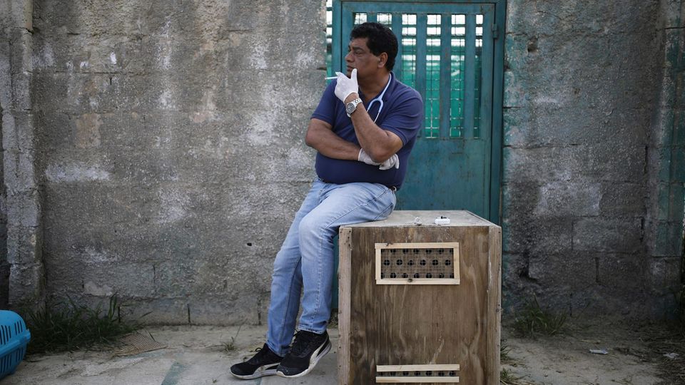 VOE STERN 32/2019 Veterinarian Amir Khalil smokes a cigarette while waiting for the anesthesia to take effect on a hyena that he wants to examine and chip before releasing it at the New Hope Sanctuary, near Amman, Jordan, April 08, 2019. The team of the... Nach der Aufregung raucht Dr. Khalil. An manchen Tagen raucht er vier Schachteln.