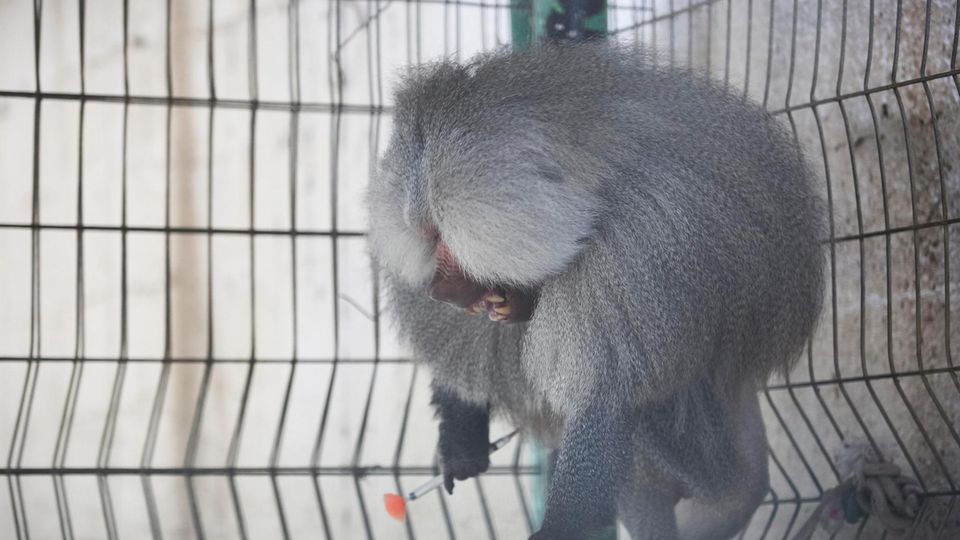 VOE STERN 32/2019 A baboon pulls a tranquilizer dart, with which he was anesthetized, out of his body, at Rafah Zoo, Gaza, April 07, 2019. The team of the animal rescue organization 'Four Paws' rescued 47 animals from Rafah Zoo and relocated t... Wütender Pavian mit Betäubungspfeil