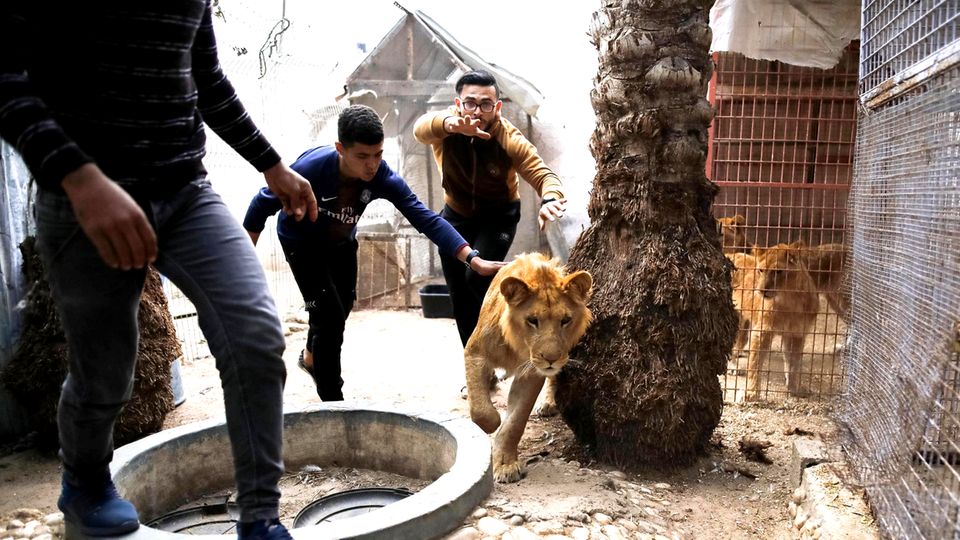 Ein Zoo zieht um: Unterwegs mit einer Tierschutzorganisation in Gaza