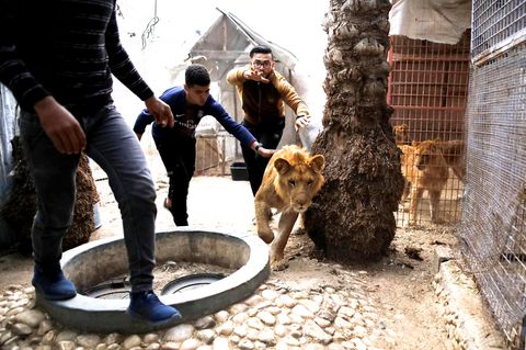 Ein Zoo zieht um: Unterwegs mit einer Tierschutzorganisation in Gaza