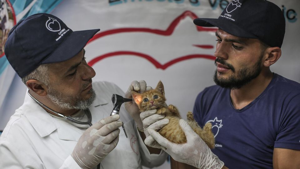 Der Tierarzt Mohammad Youssef (l) untersucht eine Katze im Ernesto's Cat Sanctuary Der Tierarzt Mohammad Youssef (l) untersucht eine Katze im Ernesto's Cat Sanctuary