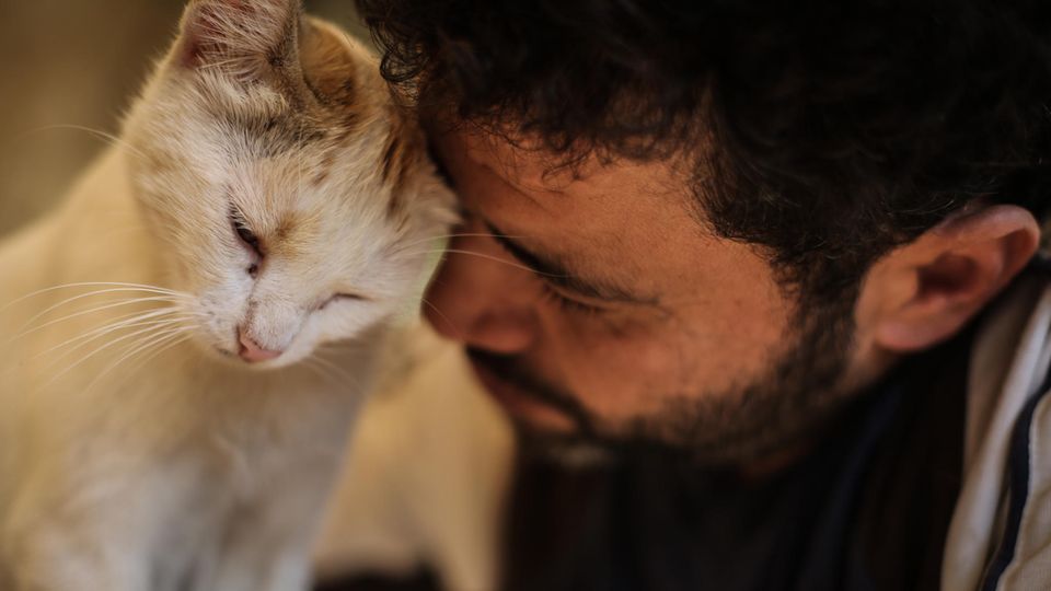 Mohammed Alaa versorgt eine Katze im Ernesto's Cat Sanctuary Mohammed Alaa versorgt eine Katze im Ernesto's Cat Sanctuary