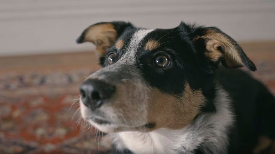 Dog featured in New Zealand anti-smoking campaign video