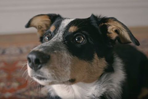Hund in Video von Anti-Raucher-Kampagne aus Neuseeland