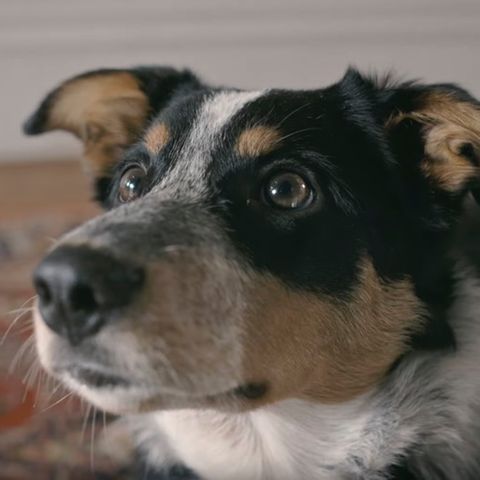 Hund in Video von Anti-Raucher-Kampagne aus Neuseeland