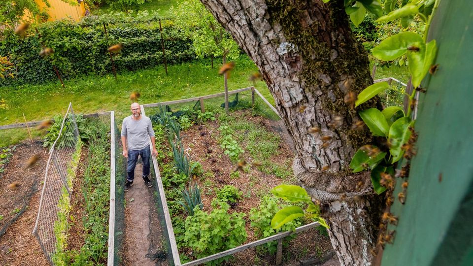 Kein Pestizid, kein Insektizid: Gartengestalter Rainer Kaufmann freut sich jeden Tag an seinem gesunden Gemüse