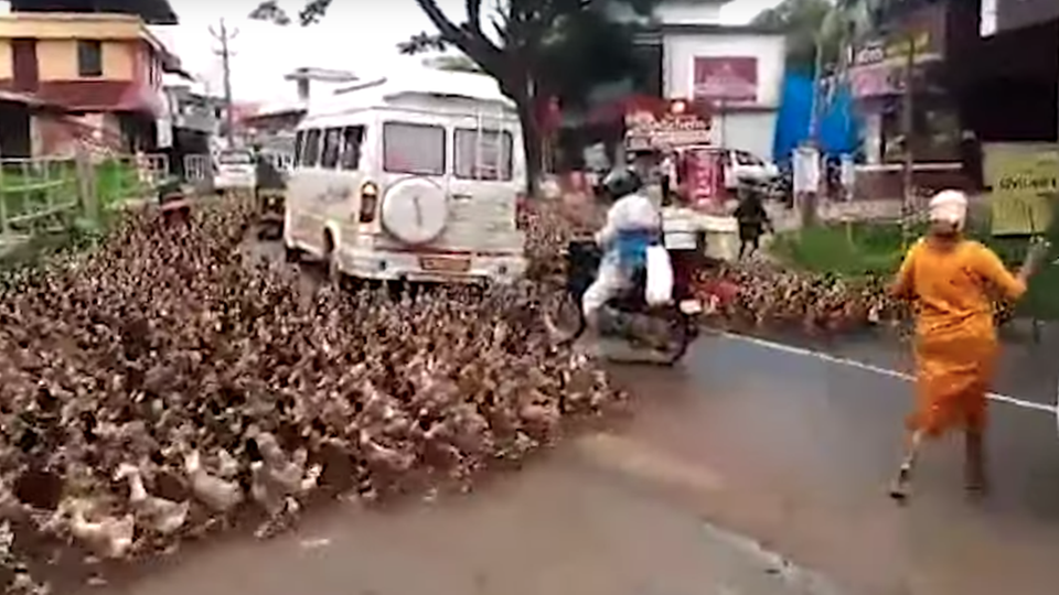 Eine riesige Gruppe Enten läuft zwischen stehenden Autos, Motorrädern und Fußgängern über eine Hauptstraße in Indien