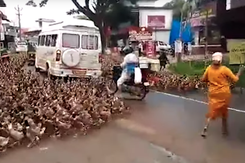 Eine riesige Gruppe Enten läuft zwischen stehenden Autos, Motorrädern und Fußgängern über eine Hauptstraße in Indien