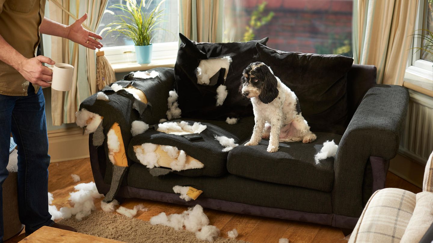 Hunde zerstören aus Langeweile Möbel