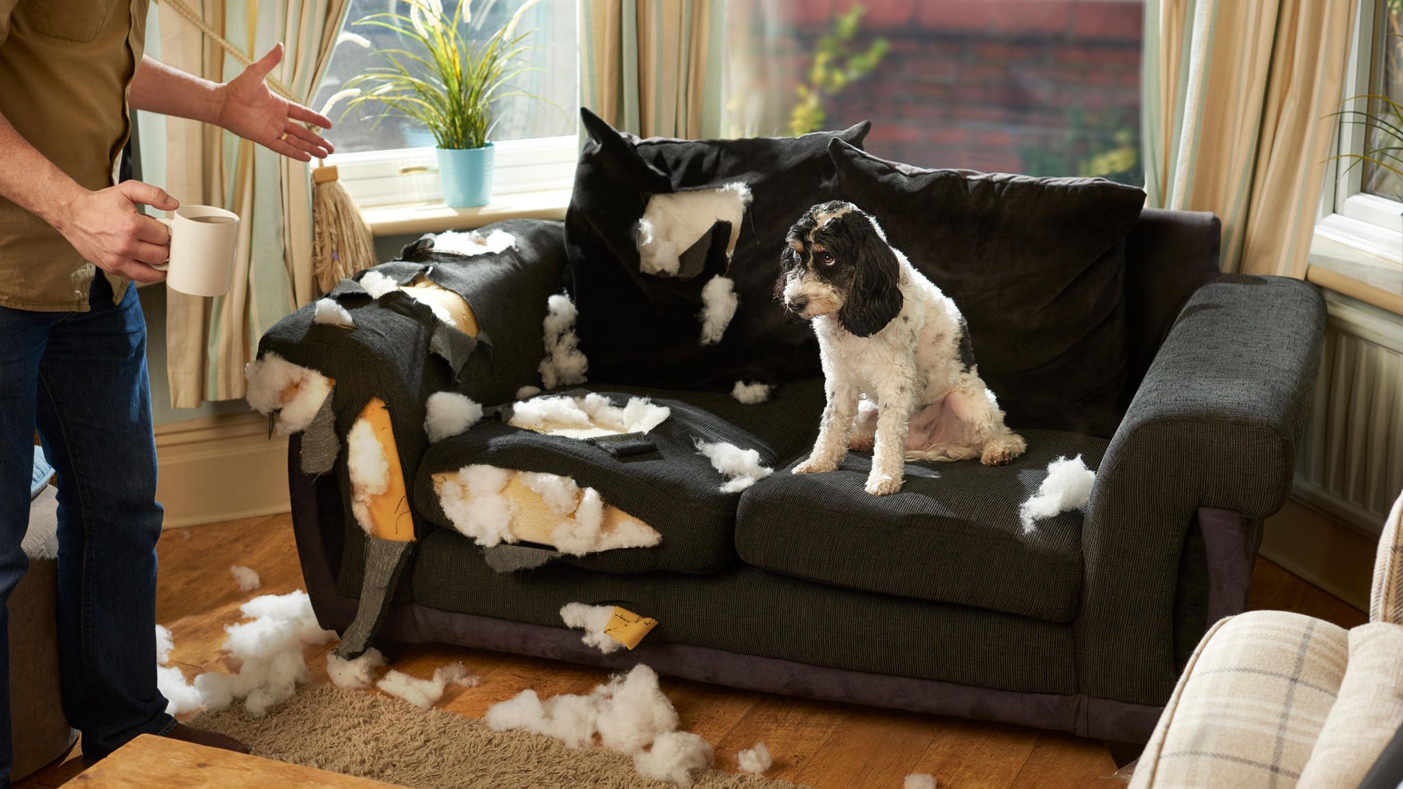 Lifehacks für Tiere: Wie Hunde Zähne putzen und Katzen Möbel schonen